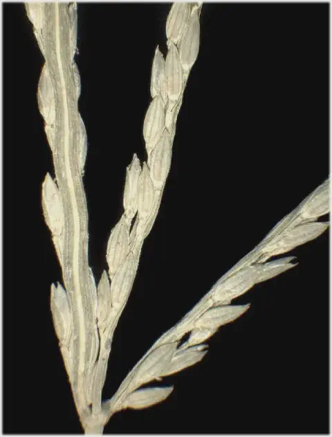 Inflorescência de capim-colchão (Digitaria sanguinalis)