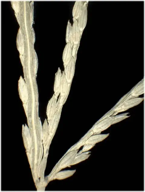 Inflorescência de capim-colchão (Digitaria sanguinalis)