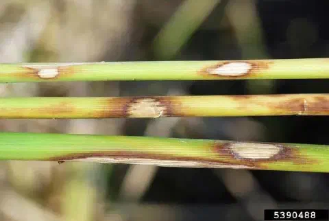 close-up de três colmos (caules) de uma planta, muito provavelmente arroz, que estão severamente afetados p