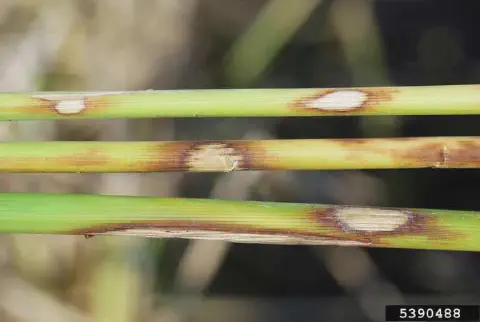 close-up de três colmos (caules) de uma planta, muito provavelmente arroz, que estão severamente afetados p