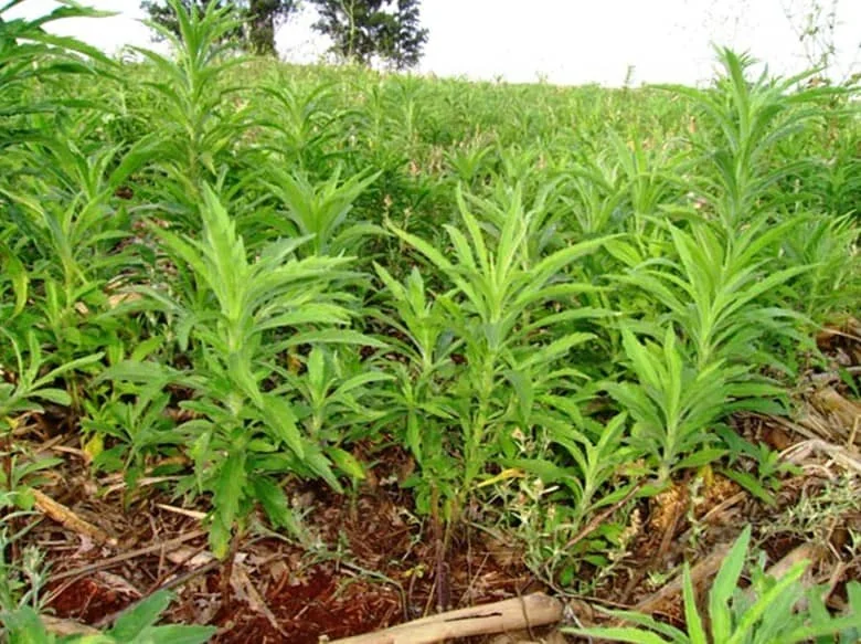 uma infestação da planta daninha conhecida como buva (Conyza spp.) em uma lavoura. Em primeiro plano, vemos vá