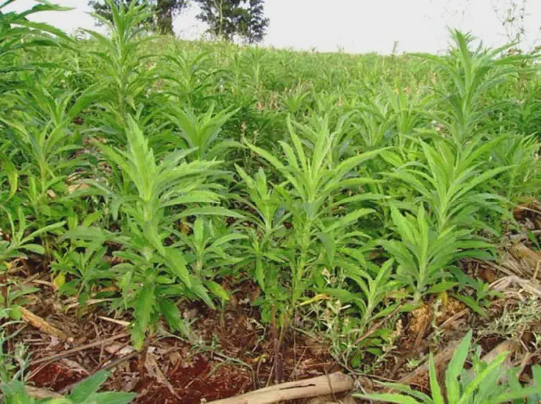 Buva: Como Identificar a Planta Daninha na Lavoura uma infestação da planta daninha conhecida como buva (Conyza spp.) em uma lavoura. Em primeiro plano, vemos vá