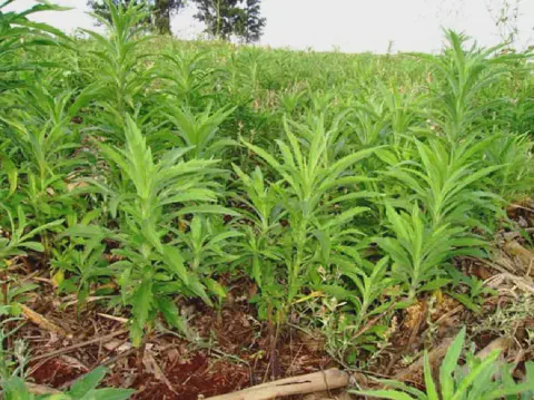 uma infestação da planta daninha conhecida como buva (Conyza spp.) em uma lavoura. Em primeiro plano, vemos vá
