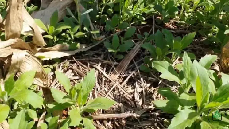 close-up do solo de uma lavoura, coberto por palhada seca, característica do sistema de plantio direto. Em