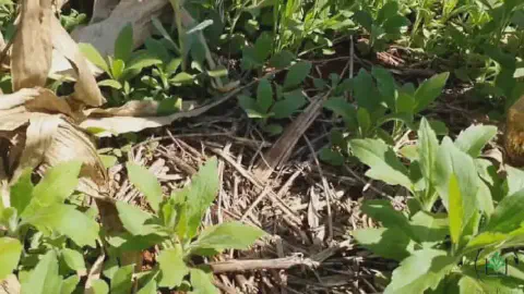 close-up do solo de uma lavoura, coberto por palhada seca, característica do sistema de plantio direto. Em