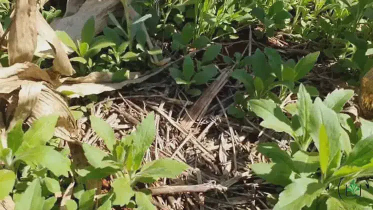 Buva: Como Identificar e Controlar a Planta Daninha close-up do solo de uma lavoura, coberto por palhada seca, característica do sistema de plantio direto. Em