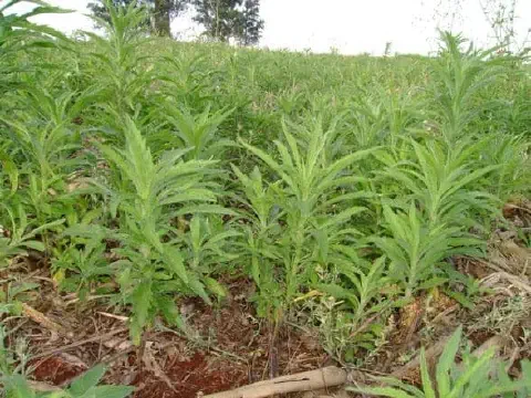 campo agrícola com uma infestação densa da planta daninha conhecida como buva (Conyza bonariensis). As plan