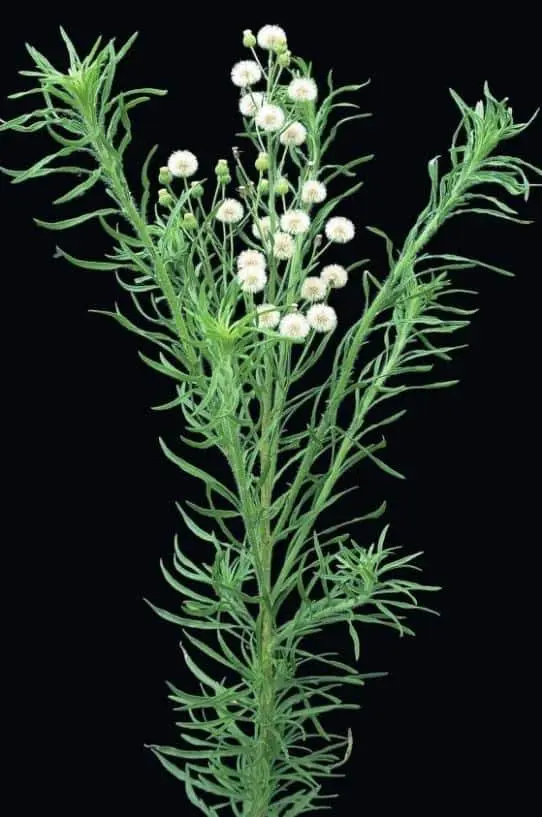 uma planta de buva (Conyza spp.) em estágio reprodutivo, isolada contra um fundo preto que destaca suas caract