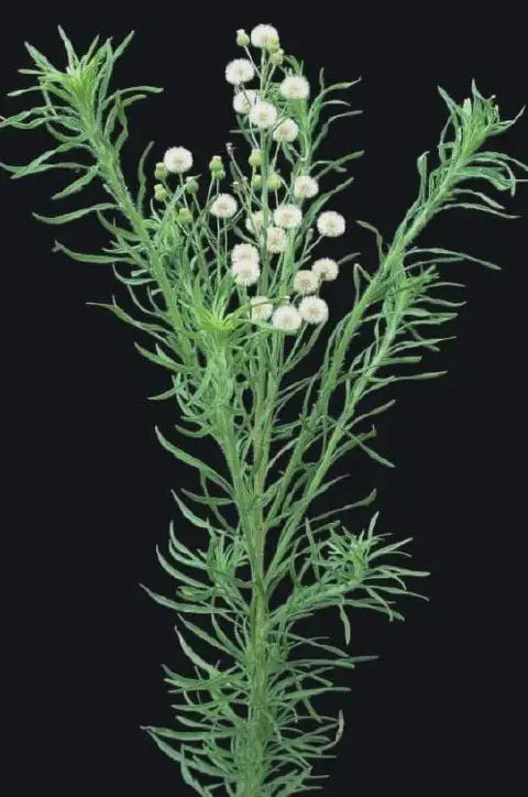 uma planta de buva (Conyza spp.) em estágio reprodutivo, isolada contra um fundo preto que destaca suas caract