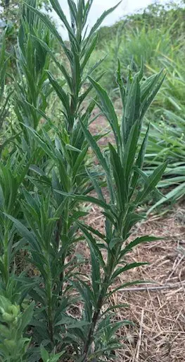 primeiro plano um exemplar da planta daninha conhecida como buva (Conyza spp.), uma das principais invasora