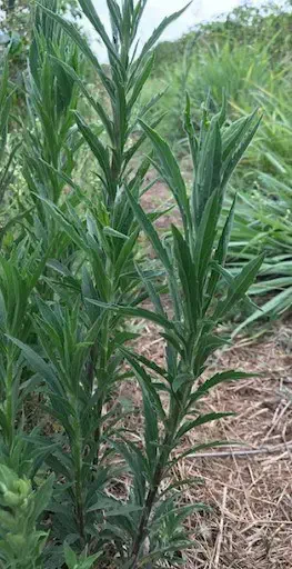 primeiro plano um exemplar da planta daninha conhecida como buva (Conyza spp.), uma das principais invasora