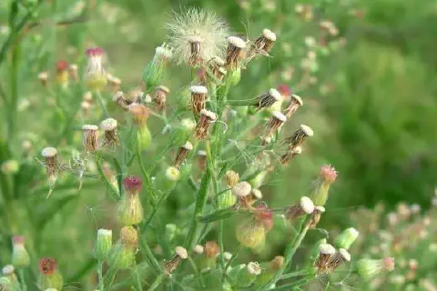 close-up da planta daninha conhecida como buva (Conyza bonariensis), uma das principais infestantes em lavo