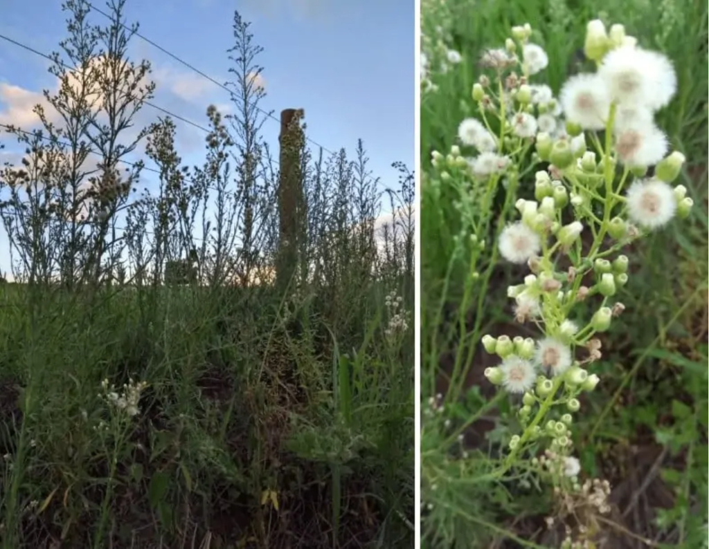 composição de duas fotografias que ilustram a planta daninha conhecida como buva (Conyza bonariensis). À esque