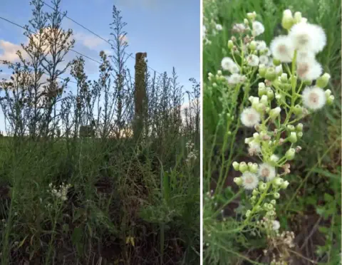 composição de duas fotografias que ilustram a planta daninha conhecida como buva (Conyza bonariensis). À esque