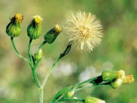 close-up detalhado da planta daninha conhecida como Buva (gênero Conyza), uma das principais infestantes