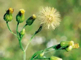 Buva (Conyza sumatrensis), planta daninha resistente a herbicidas