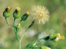 Buva (Conyza sumatrensis), planta daninha resistente a herbicidas