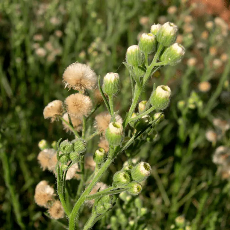 Buva (Conyza canadensis): Identificação e Controle na Lavoura close-up da planta daninha conhecida como buva (Conyza canadensis), uma das principais invasoras em lavoura
