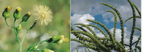 composição fotográfica que exibe em detalhe duas das principais plantas daninhas que afetam a agricultura bras
