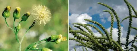 composição fotográfica que exibe em detalhe duas das principais plantas daninhas que afetam a agricultura bras