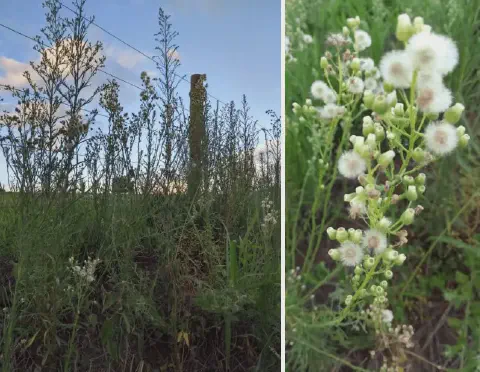 composição de duas fotografias que ilustram a planta daninha conhecida como buva (Conyza spp.), um grande desa