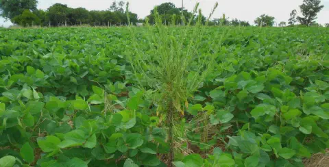 uma lavoura de soja em pleno desenvolvimento, com as plantas verdes e viçosas cobrindo o solo. Em destaque no