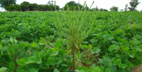 uma lavoura de soja em pleno desenvolvimento, com as plantas verdes e viçosas cobrindo o solo. Em destaque no