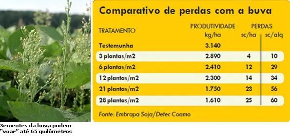 composição informativa que ilustra o impacto negativo da planta daninha buva (Conyza spp.) na produtividade ag