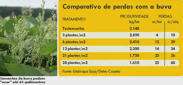 composição informativa que ilustra o impacto negativo da planta daninha buva (Conyza spp.) na produtividade ag