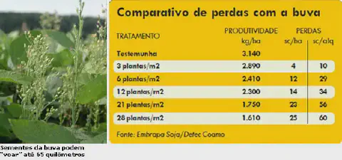 composição informativa que ilustra o impacto negativo da planta daninha buva (Conyza spp.) na produtividade ag