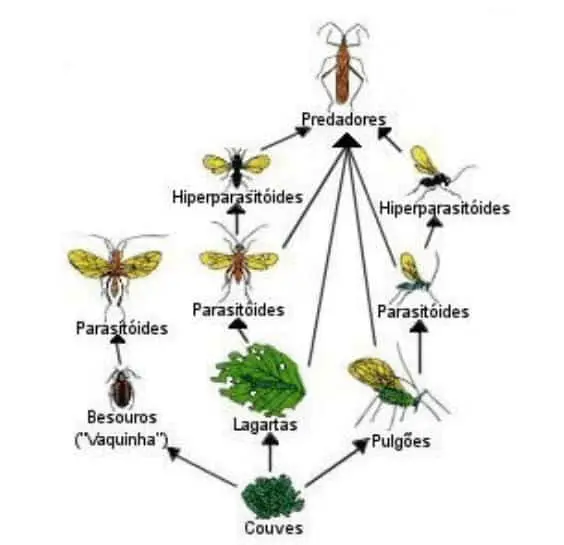 diagrama detalhado de uma teia trófica em um agroecossistema, especificamente em uma plantação de couves. N