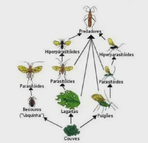 diagrama detalhado de uma teia trófica em um agroecossistema, especificamente em uma plantação de couves. N