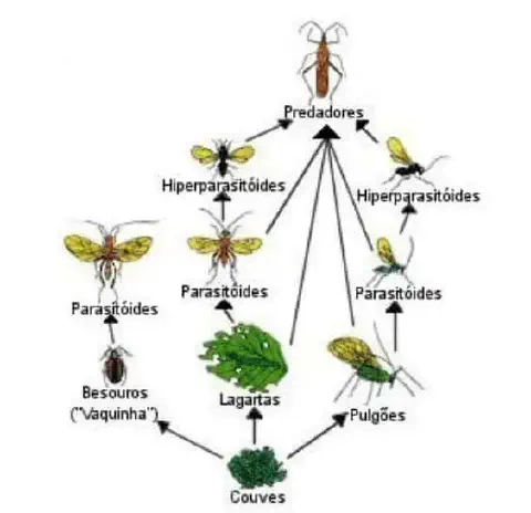 diagrama detalhado de uma teia trófica em um agroecossistema, especificamente em uma plantação de couves. N
