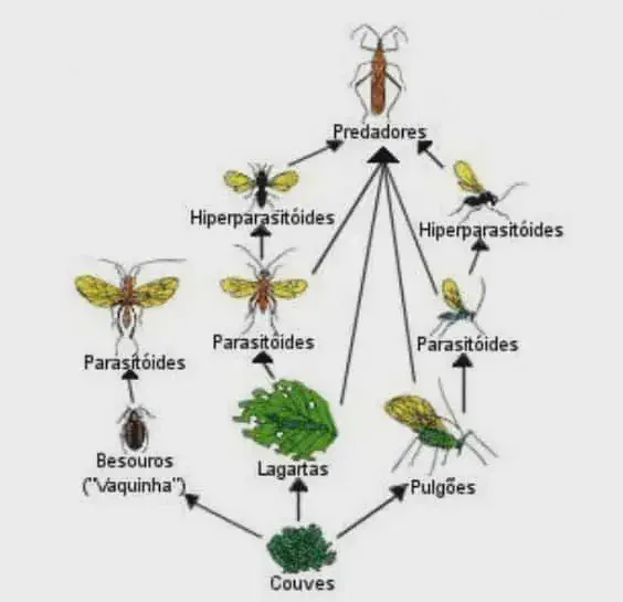 diagrama detalhado de uma teia trófica em um agroecossistema, especificamente em uma plantação de couves. N