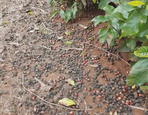 o chão de uma lavoura de café, mostrando uma grande quantidade de grãos caídos sob o cafeeiro. Os frutos estão