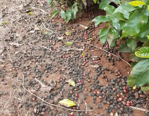 o chão de uma lavoura de café, mostrando uma grande quantidade de grãos caídos sob o cafeeiro. Os frutos estão