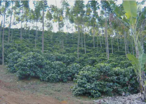 lavoura de café estabelecida em uma encosta, utilizando um sistema de cultivo consorciado, também conhec