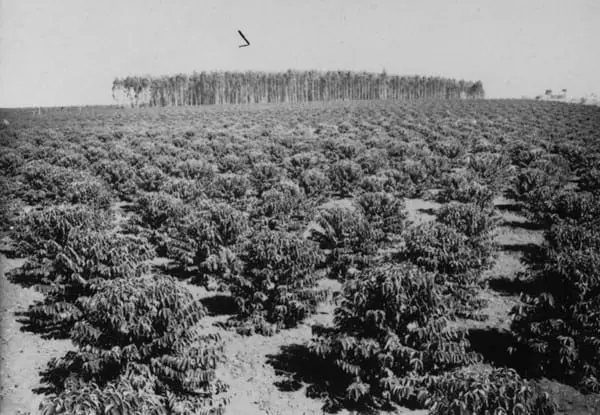 Fotografia histórica em preto e branco que retrata uma extensa plantação de café no Brasil. A imagem mostra um vasto cafezal