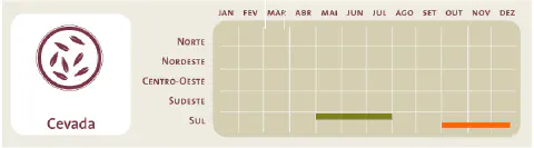 infográfico sobre o calendário agrícola da cevada no Brasil. À esquerda, há um ícone estilizado de grão