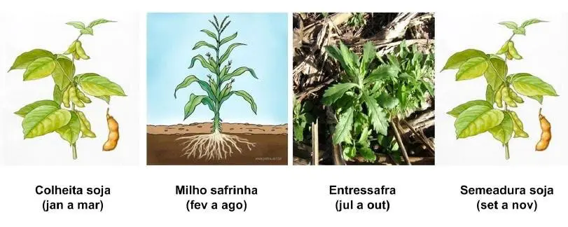 Infográfico do ciclo anual de rotação soja e milho safrinha