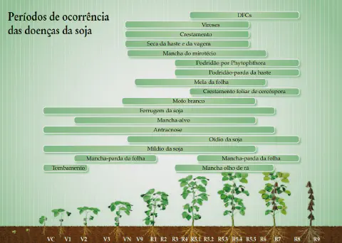 infográfico educativo que ilustra os períodos de ocorrência das principais doenças que afetam a cultura da soja