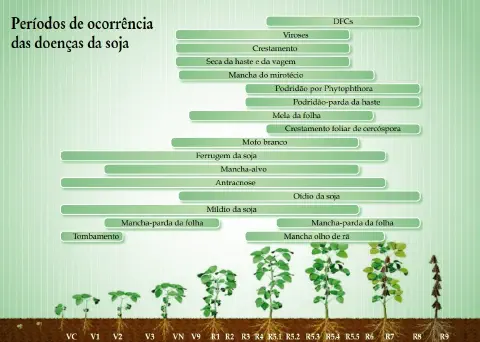 infográfico educativo que ilustra os períodos de ocorrência das principais doenças que afetam a cultura da soja
