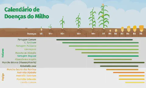 infográfico informativo intitulado 'Calendário de Doenças do Milho'. Ele ilustra visualmente a correlação entre