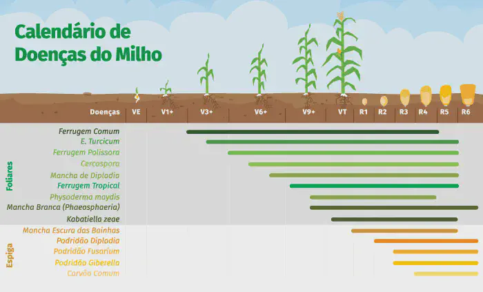 Calendário de Doenças do Milho: Guia de Monitoramento infográfico informativo intitulado 'Calendário de Doenças do Milho'. Ele ilustra visualmente a correlação entre