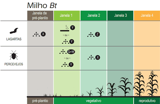 Calendário de Manejo de Pragas para a Cultura do Milho Bt Este infográfico detalha um plano de manejo de pragas para a cultura do milho Bt, focando em lagartas e percevejos. A imagem