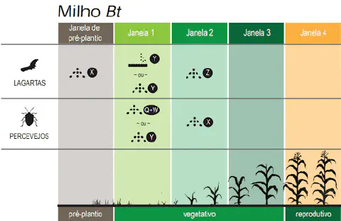 Este infográfico detalha um plano de manejo de pragas para a cultura do milho Bt, focando em lagartas e percevejos. A imagem
