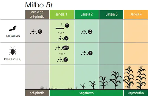 Este infográfico detalha um plano de manejo de pragas para a cultura do milho Bt, focando em lagartas e percevejos. A imagem