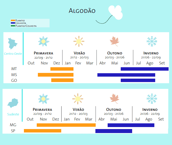 infográfico detalhado que apresenta o calendário agrícola para o cultivo de algodão nas regiões Centro-Oeste e