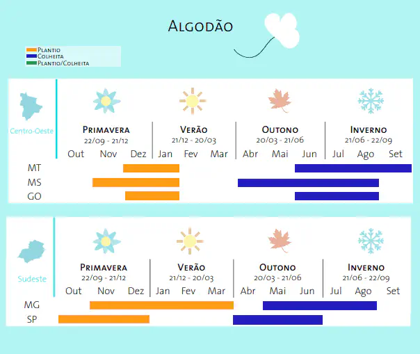 Calendário de Plantio e Colheita de Algodão no Brasil infográfico detalhado que apresenta o calendário agrícola para o cultivo de algodão nas regiões Centro-Oeste e