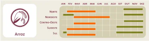 infográfico detalhado sobre o calendário agrícola do arroz no Brasil. À esquerda, um ícone estilizado d
